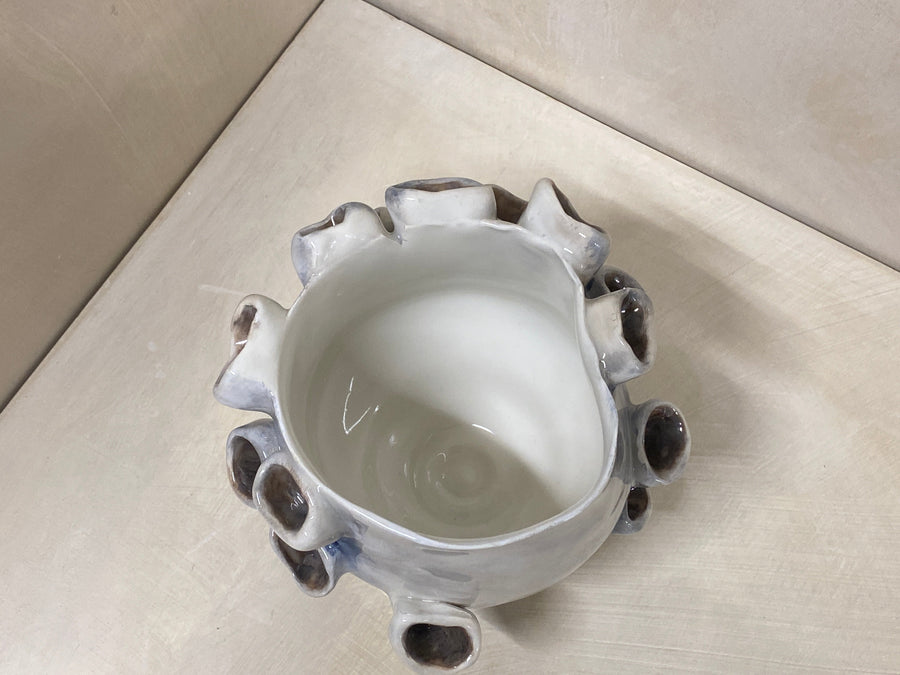 Vaso anemone piccolo blu, veduta d'insieme