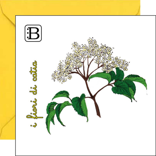 Il biglietto quadrato con Sambuco e la sua busta, I Fiori di Catia n. 1 — Bookendipity