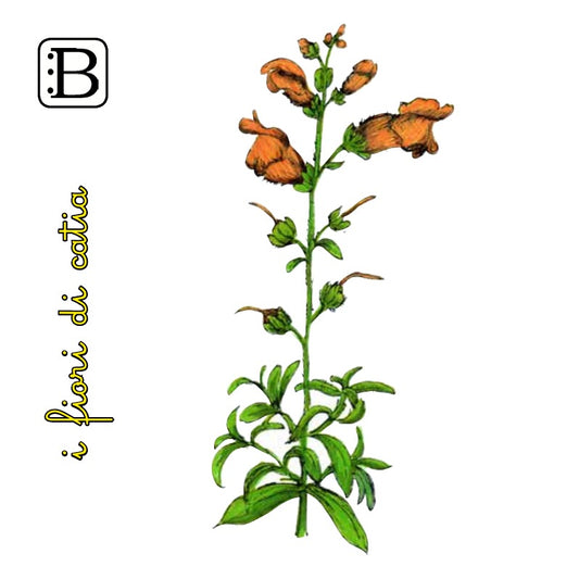 Il biglietto quadrato con Bocca di Leone, I Fiori di Catia n. 2 — illustrazione di Gabriele Rondini per Bookendipity