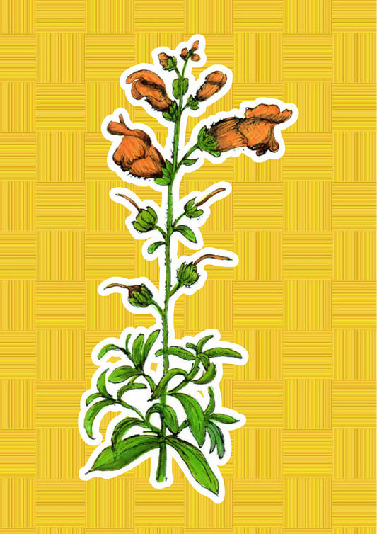 Bocca di Leone, personaggio di «I Fiori di Catia n. 2» — illustrazione di Gabriele Rondini per Bookendipity