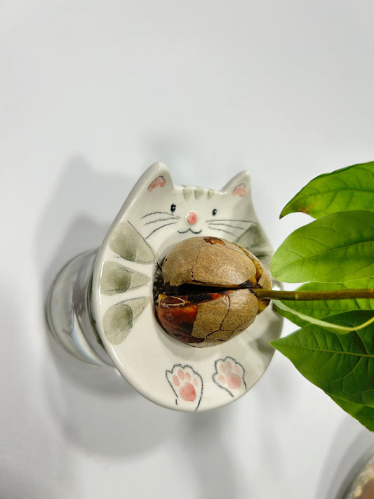 Il portanocciolo bianco a muso di gatto appoggiato su un barattolo di vetro, con il nocciolo germogliato al centro.