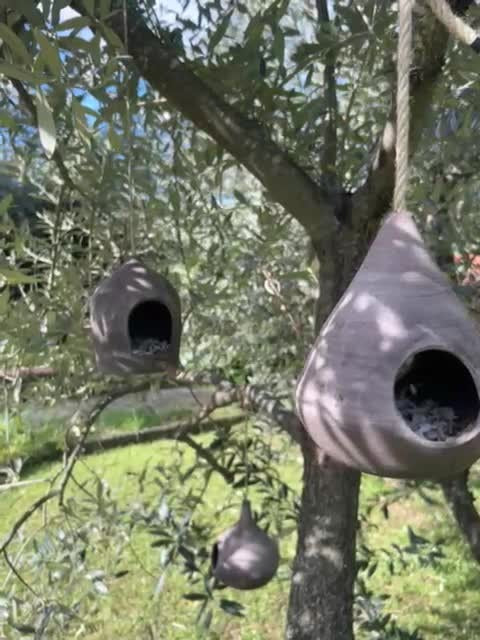Due mangiatoie appese ai rami di un ulivo in giardino.
