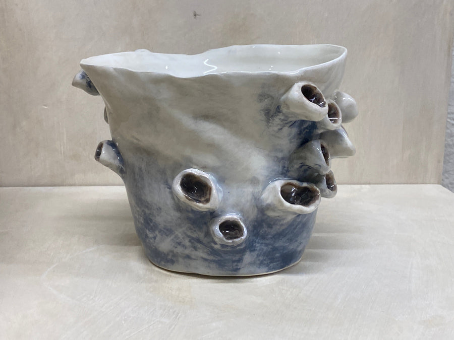 Vaso anemone blu, veduta dall'alto