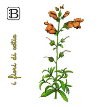 Il biglietto quadrato con Bocca di Leone, I Fiori di Catia n. 2 — illustrazione di Gabriele Rondini per Bookendipity