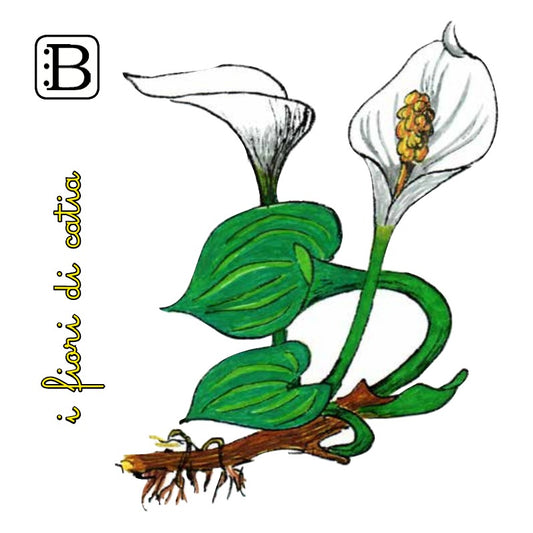 Il biglietto quadrato con Calla, I Fiori di Catia n. 2 — illustrazione di Gabriele Rondini per Bookendipity