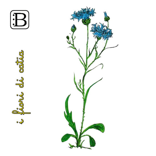 Il biglietto quadrato con Fiordaliso, I Fiori di Catia n. 2 — illustrazione di Gabriele Rondini per Bookendipity