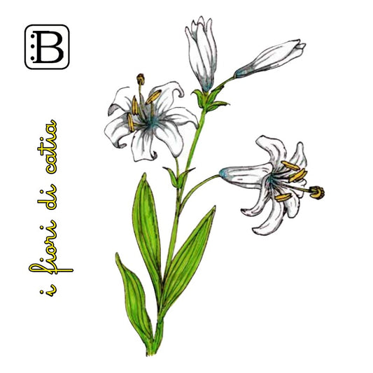Il biglietto quadrato con Giglio, I Fiori di Catia n. 2 — illustrazione di Gabriele Rondini per Bookendipity