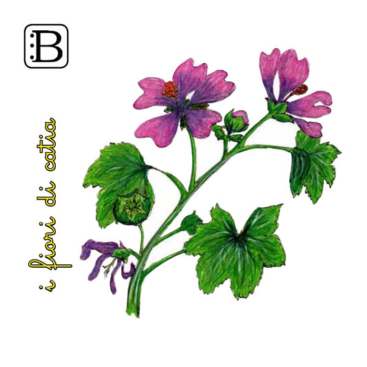 Il biglietto quadrato con Malva, I Fiori di Catia n. 1 — illustrazione di Gabriele Rondini per Bookendipity
