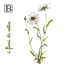 Il biglietto quadrato con Margherita, I Fiori di Catia n. 1 — illustrazione di Gabriele Rondini per Bookendipity