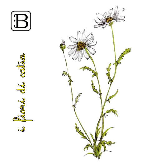 Il biglietto quadrato con Margherita, I Fiori di Catia n. 1 — illustrazione di Gabriele Rondini per Bookendipity