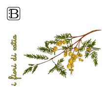 Il biglietto quadrato con Mimosa, I Fiori di Catia n. 2 — illustrazione di Gabriele Rondini per Bookendipity