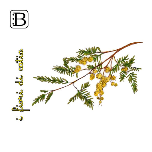 Il biglietto quadrato con Mimosa, I Fiori di Catia n. 2 — illustrazione di Gabriele Rondini per Bookendipity