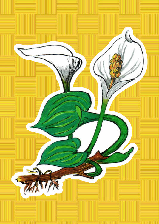 Calla, personaggio di «I Fiori di Catia n. 2» — illustrazione di Gabriele Rondini per Bookendipity