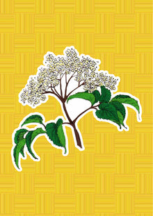 Sambuco, character from "I Fiori di Catia n. 1" — illustration by Gabriele Rondini for Bookendipity