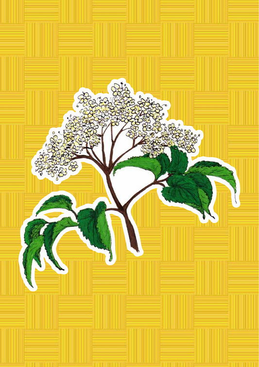 Sambuco, personaggio di «I Fiori di Catia n. 1» — illustrazione di Gabriele Rondini per Bookendipity
