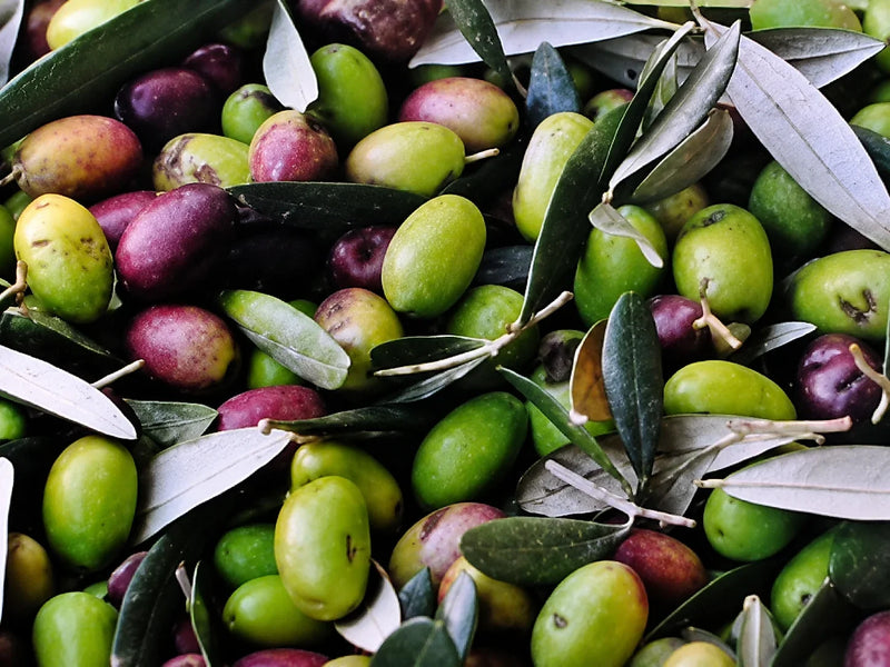 Le olive appena raccolte, con le foglie