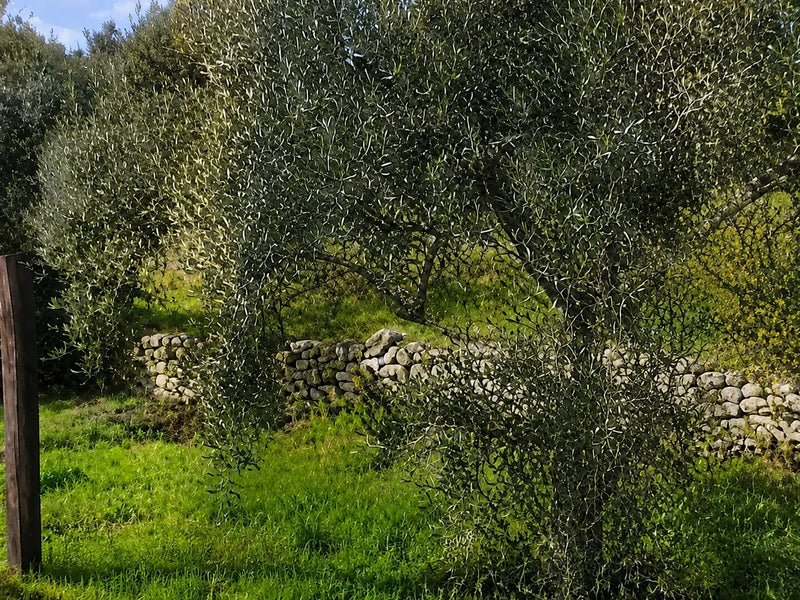 L'oliveto dell'azienda, con il muro a secco fra gli alberi