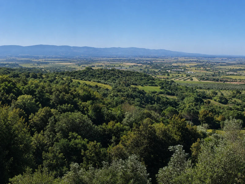 Il panorama dalle colline dell'azienda, fra Campiglia Marittima e Suvereto
