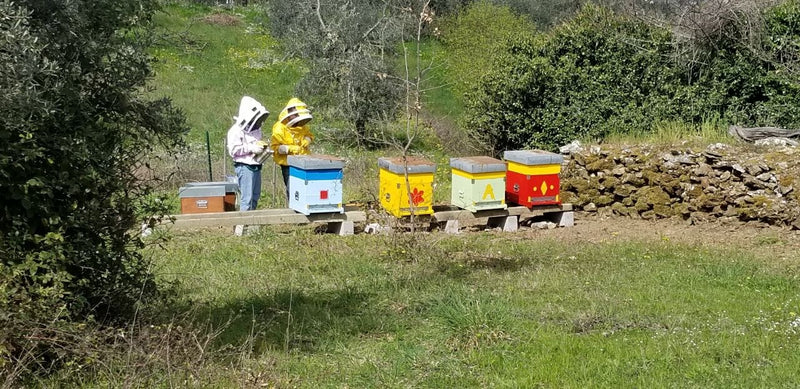 L'apiario sulle colline di Ventena: le arnie colorate in fila e due persone al lavoro con la maschera