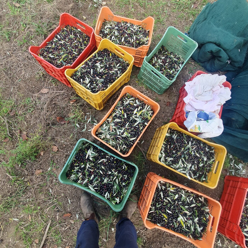 Le cassette delle olive appena raccolte, posate a terra
